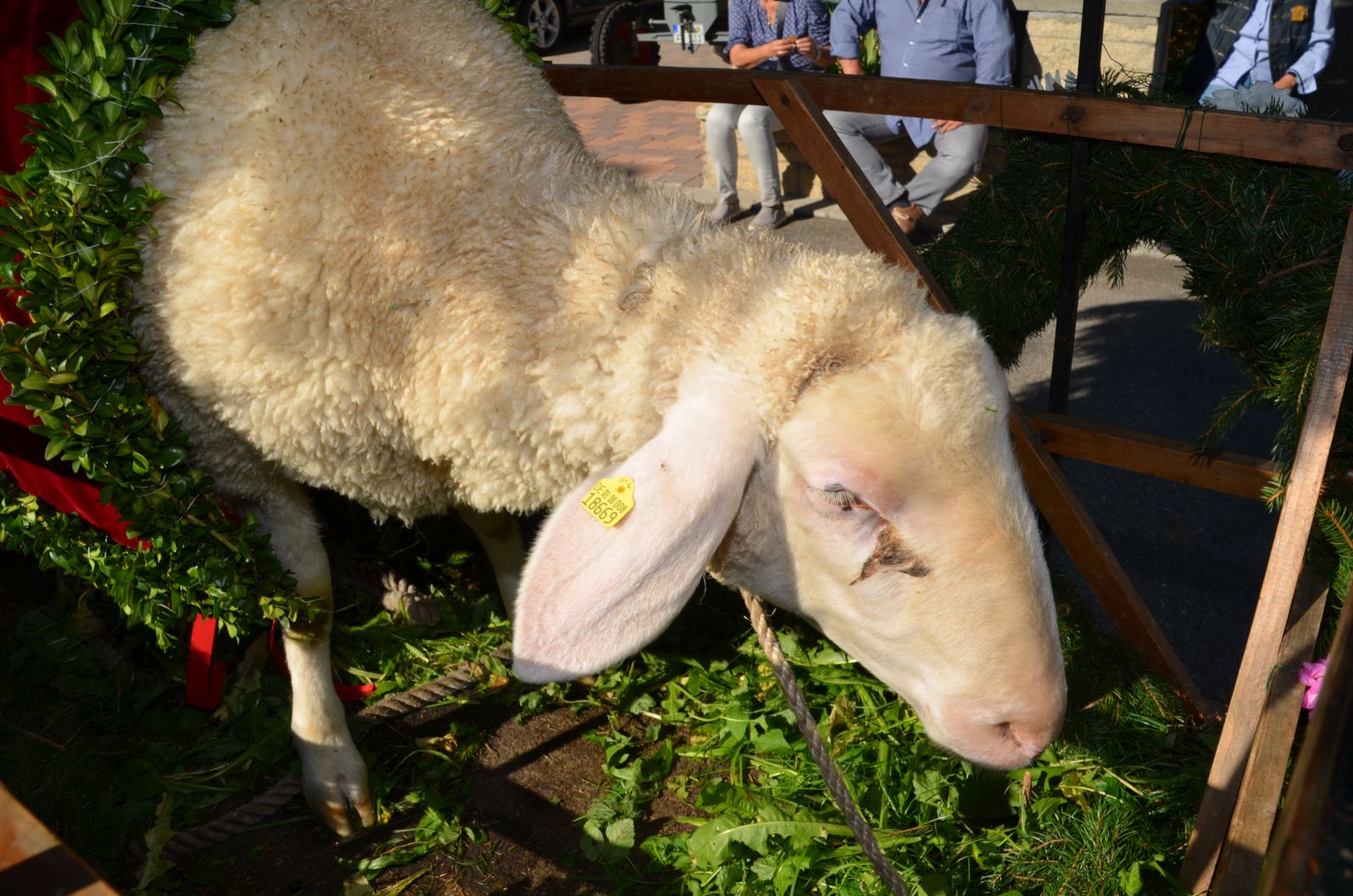 Foto vom Onolzheimer Hammeltanz 2017 – Festzug